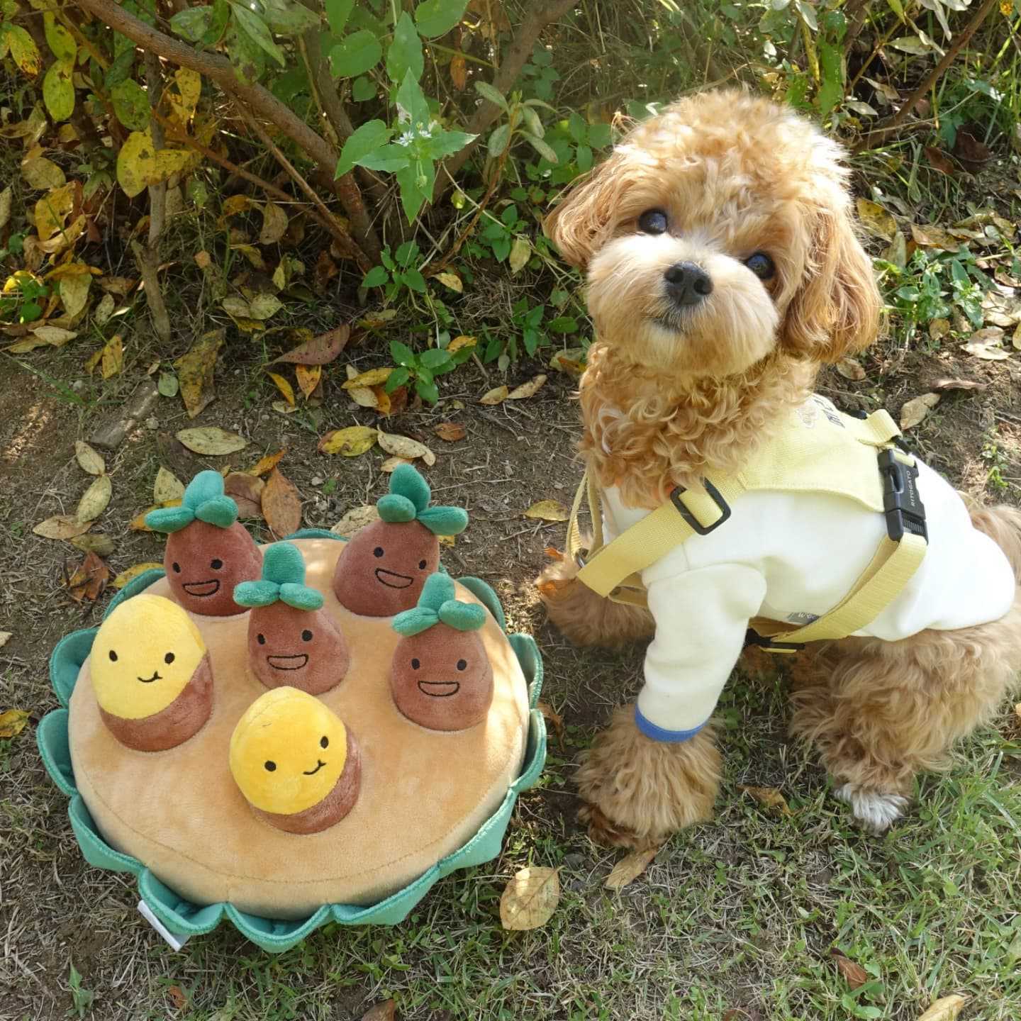 Sweet Potato Set Pet Toys