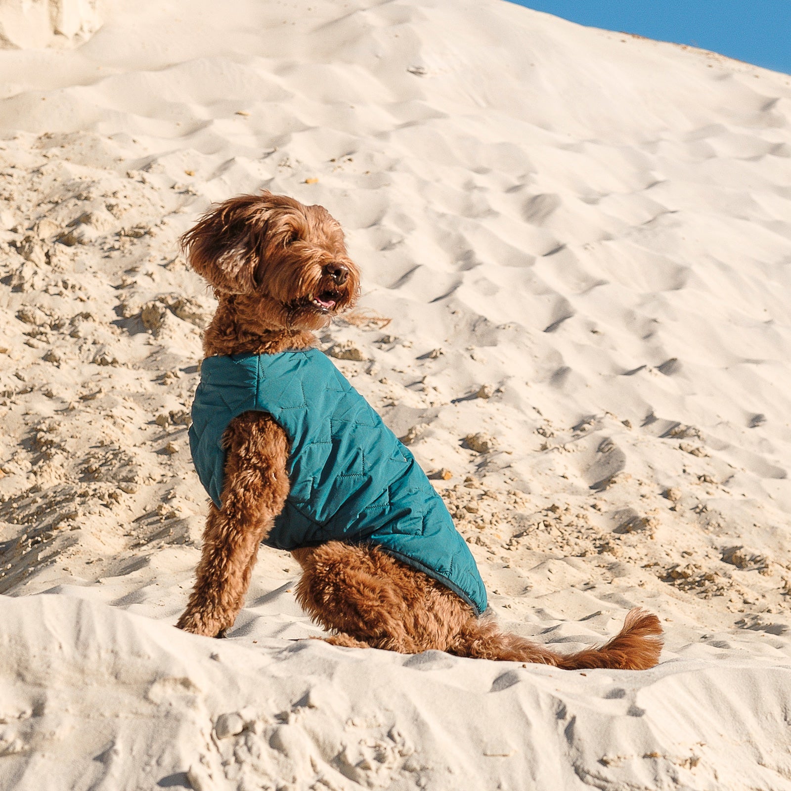 Sustainable Eco-Friendly Dog Jacket / Vest - Made