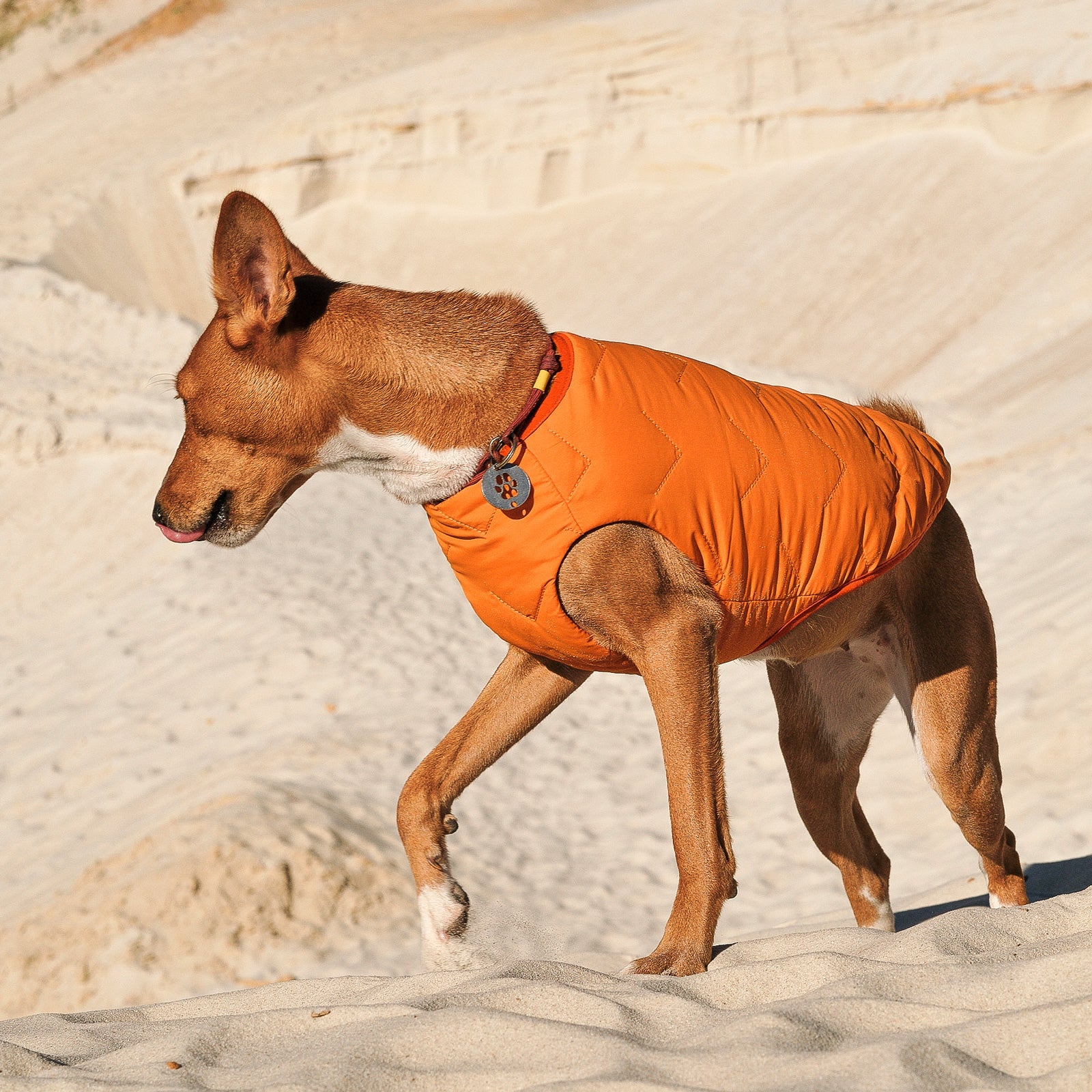 Sustainable Eco-Friendly Dog Jacket / Vest - Made