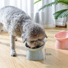 Cat Bowl High Foot Dog Bowl